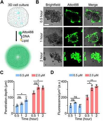Imaging and detecting intercellular tensile forces in spheroids and embryoid bodies using lipid-modified DNA probes
